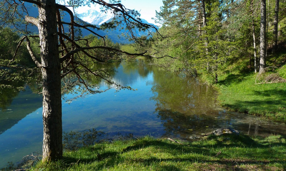  Tümpel - Lechauen bei Forchach - Willi Weißensteiner